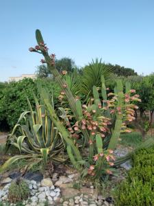 a garden with a bunch of plants and flowers at Casa vacanze Villa Liù in Sciacca