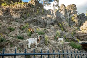 een groep geiten die op een rotsachtige berg staan bij Café Pension Leistner in Obertrubach