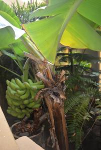 un montón de plátanos verdes en un plátano en Casa Colonial Cejas, en Santa Cruz de Tenerife