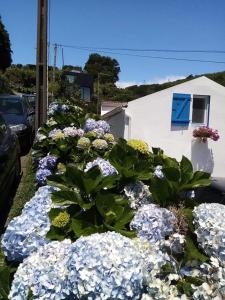 a row of blue and white flowers in front of a building at Ribeira da Praia House in Vila Franca do Campo