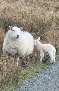 two sheep standing in the grass next to a road at An Cnoc Bed & Breakfast in Staffin