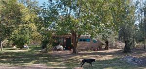 Ein schwarzer Hund steht vor einem Haus. in der Unterkunft Hospedaje Finca La Siciliana in San Martín