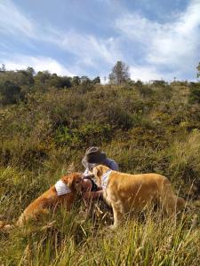 Domácí mazlíčci ubytovaní s hosty v ubytování El Chalet de El Refugio de la Loma