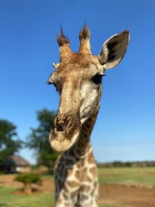 eine Giraffe, die auf einem Feld steht in der Unterkunft Morakane Safari Lodge in Vryburg