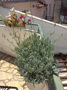 a potted plant sitting on the steps of a house at Apartment Elena Rooms in Split