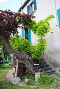 a small tree in front of a building at The garden of history in Bolsena