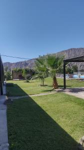 een grasveld met een palmboom en een stoep bij Solar Del Valle in Zonda