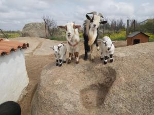 a group of goats standing on top of a rock at Finca - Granja " El Chaparral" in Orgaz