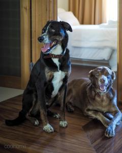 two dogs sitting next to each other on a floor at 14 Calçada de Santiago in Vila do Conde