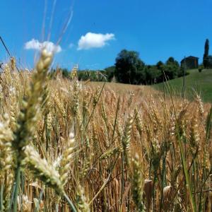 GuigliaにあるAz. Agr. Agriturismo Nonna Nellaの空を背景にした小麦畑