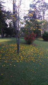 a tree in the middle of a field of flowers at Sítio Toa Toa in São Roque