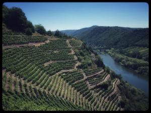 an aerial view of a vineyard next to a river at Gemütliches Apartment mit Moselblick in Reil