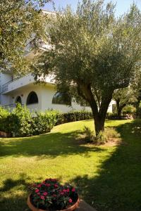 un árbol en un patio con flores en una olla en Hotel Le Piane, en Villammare