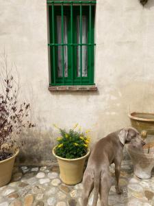 un cane marrone in piedi di fronte a una finestra di Casa Rural El Vihuelo a El Bosque