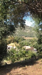 アレノにあるChambre d'Hotes Domainedilaliviの家並木のある丘の景色