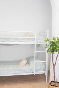 a white bunk bed in a room with a plant at Netania in L'Ampolla