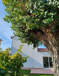 a tree in front of a white building at La Casa Vecchia Bed&Breakfast in Caniparola di Fosdinovo