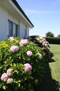 um arbusto de flores cor-de-rosa em frente a uma casa em Perfect Chalet for Beach Lovers and Golfers em Somo