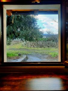 een raam met uitzicht op een wijngaard in een veld bij La finestra sul vigneto in Castiglione di Sicilia