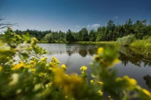 une vue sur une rivière avec des fleurs jaunes au premier plan dans l'établissement Domaine Jolivent, à Lac-Brome