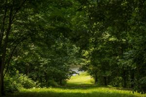 un chemin à travers une forêt avec de l'herbe verte et des arbres dans l'établissement Domaine Jolivent, à Lac-Brome