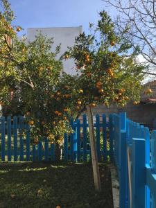 un naranjo delante de una valla azul en Casa Ondina con giardino e Wi-Fi Ussana, en Ussana