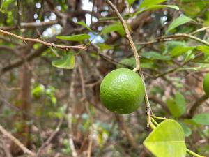 a green lime hanging from a tree branch at Little Shaw park guest house in Ocho Rios