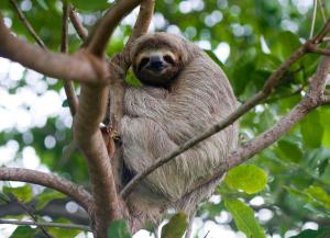 un perezoso está sentado en un árbol en Hotel Playa Bejuco, en Esterillos Este