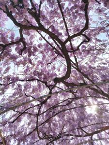 a close up of a tree with purple flowers at Il Glicine in Verona