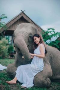 Una donna è seduta sul dorso di un elefante di 3 Pok Maewang jinxiang Gold elephant park a Ban Mae Sapok Noi