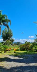 two hammocks in a field with trees in the background at Pousada Areias do Embaú in Guarda do Embaú