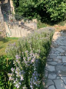 Zahrada ubytování B&B LUCHICHI