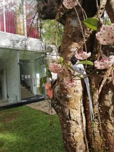 un oiseau perché sur le côté d'un arbre dans l'établissement Hotel Achivina, à Kandy