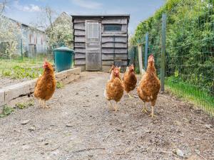 Altri animali domestici presso la casa vacanze o nei dintorni