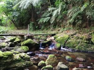 um riacho na selva com pedras e árvores em CABAÑA EL SALTO 2 em Tzicuilán