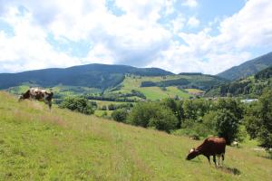 a herd of cattle grazing on a lush green hillside at Landgasthof zum Schützen in Oberried