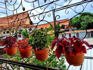 Ein Garten an der Unterkunft T2B Hostel