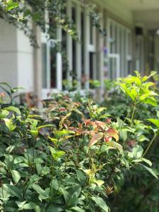 En trädgård utanför 屏東幸福莊園庭園民宿