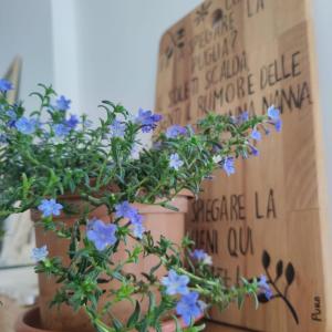 a potted plant with blue flowers next to a box at PURA B&b in Noicattaro