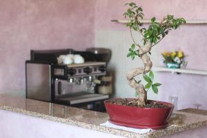 a plant in a red pot on a counter in a kitchen at Hotel Cordova in Florence