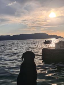 un perro sentado en el agua mirando la puesta de sol en Apartments Mediteraneo, en Klek