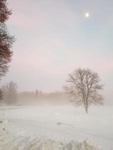 un campo cubierto de nieve con un árbol en la distancia en Pension Heuhexe, en Fladungen