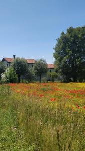 ファヴァロ・ヴェネトにあるPorte di Venezia, Tessera Aeroportoの木の畑の赤花畑