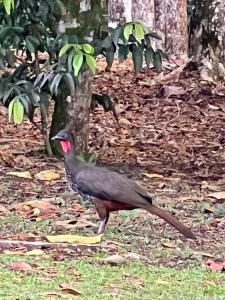 Fotografie z fotogalerie ubytování Cabaña rodeada de naturaleza en San Carlos v destinaci Quesada