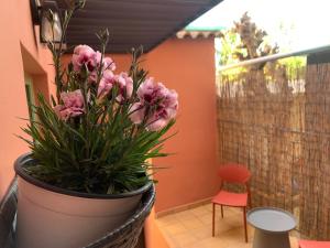 a plant in a pot sitting on a balcony at MASTER ROSE STUDIO in old town in Nafplio