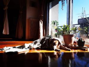 pies leżący na dywanie na podłodze w obiekcie Urban Yoga House Hostel & Retreat w mieście Janina