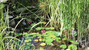 a garden with a pond with flowers and grass at Villa La Rose des Vents in Tourrettes