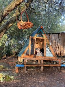 Domácí mazlíčci ubytovaní s hosty v ubytování Mini Cabaña Roca Glamping