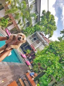 a dog is sitting next to a swimming pool at Lushy Hostel Canggu in Canggu