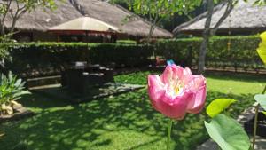 a pink flower in a yard with a fence at Mama Bella's Retreat in Senggigi